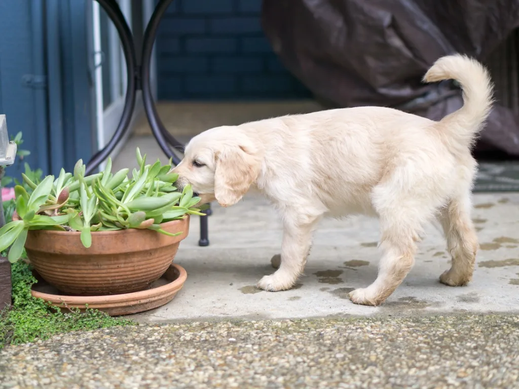 cute puppy eating plant in pot